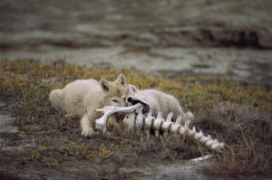 Arctic Wolf (Canis lupus) pups gnawing on Muskox bones, Ellesmere Island, Nunavut, Canada